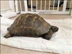 REHOMED! - Spur-Thighed Tortoise (Ibera) : Male - (Charlie)